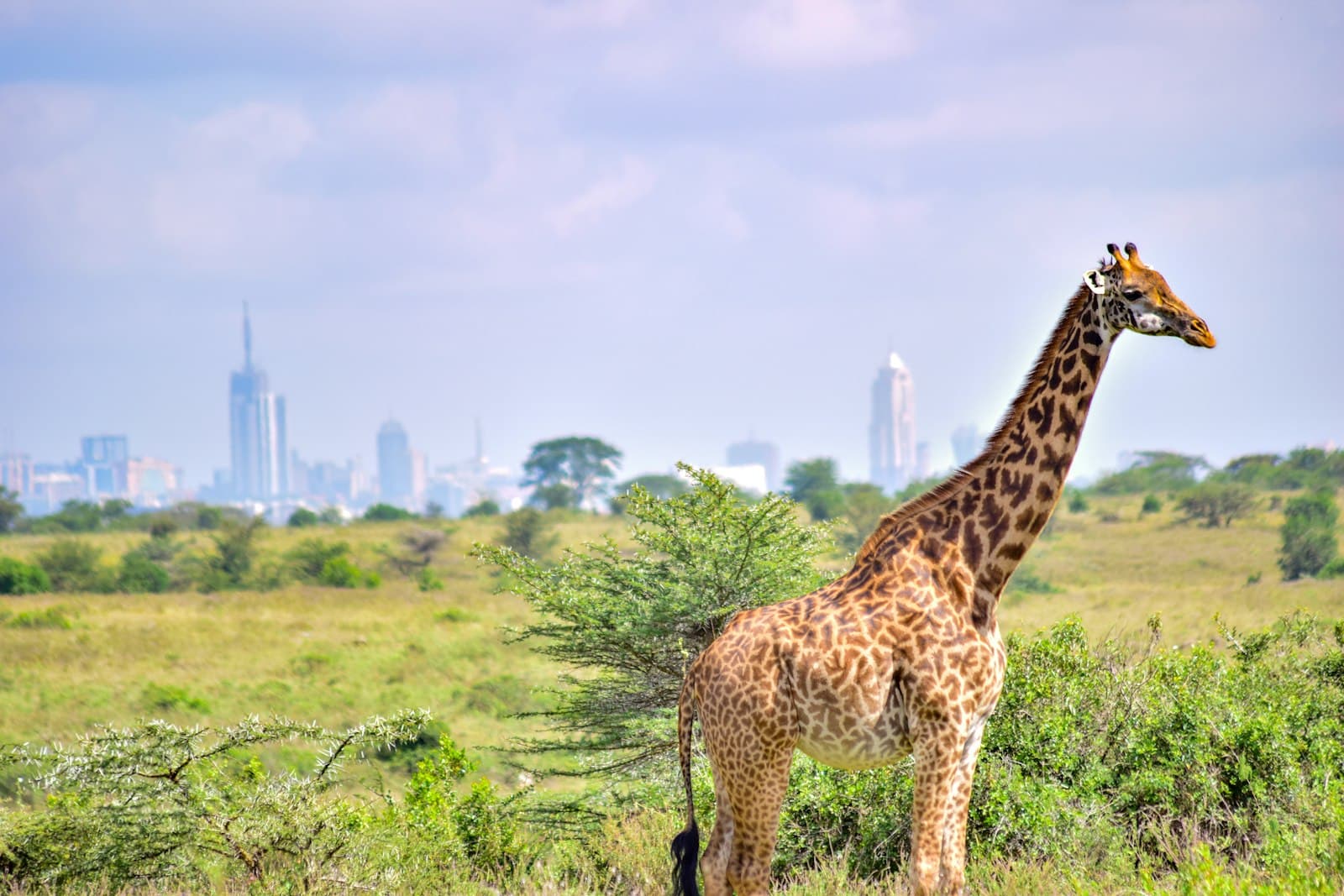Nairobi National Park and city skyline